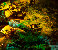 c9img12 c9img12.jpg